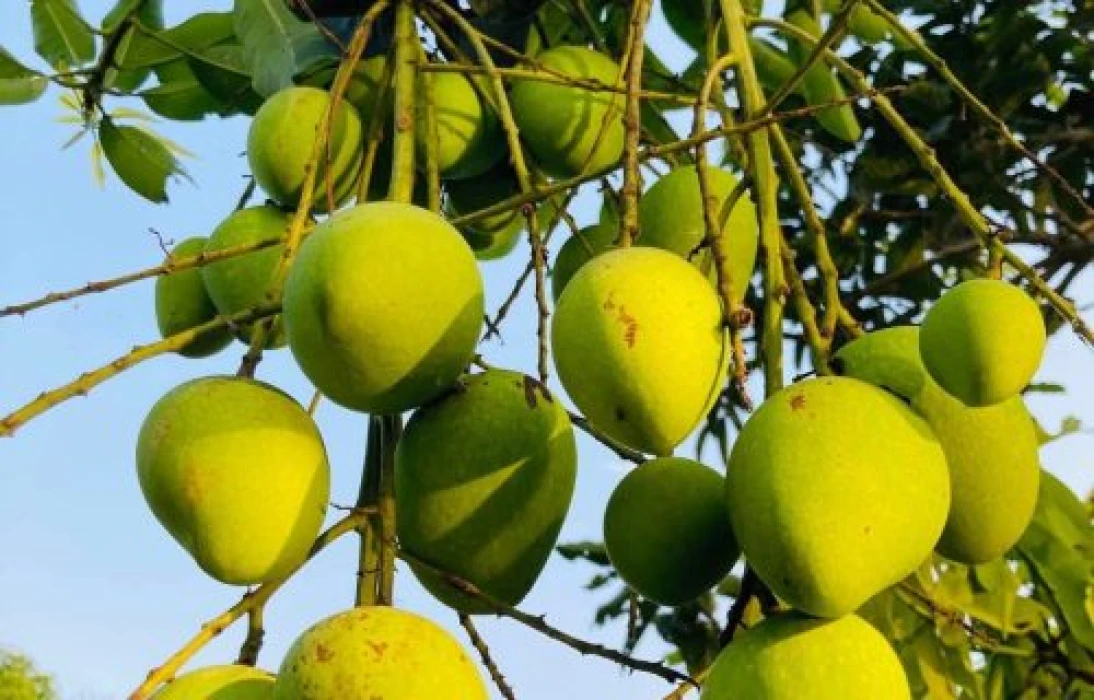 কাঁচামিঠা আম - Kachamitha Mango