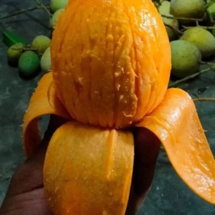 10 কেজি গোবিন্দভোগ আম 145 টাকা করে 1450 টাকা