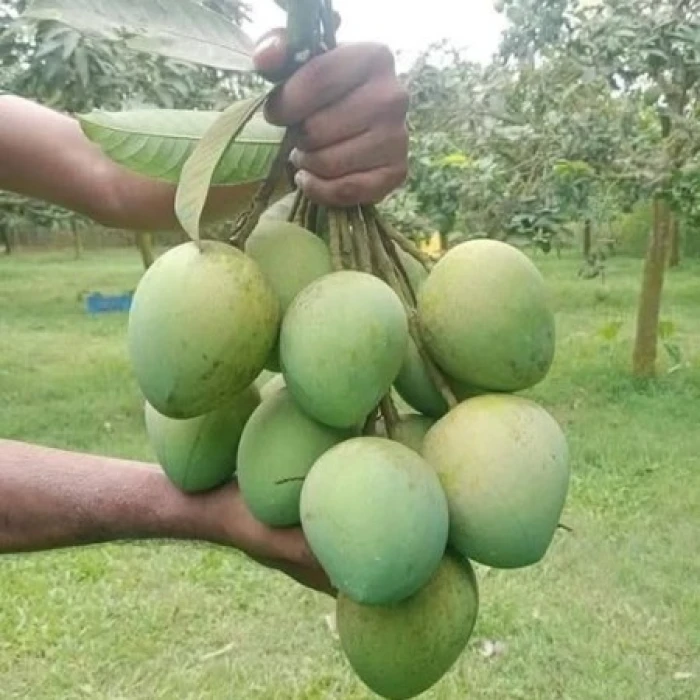 10 কেজি গোবিন্দভোগ আম 145 টাকা করে 1450 টাকা