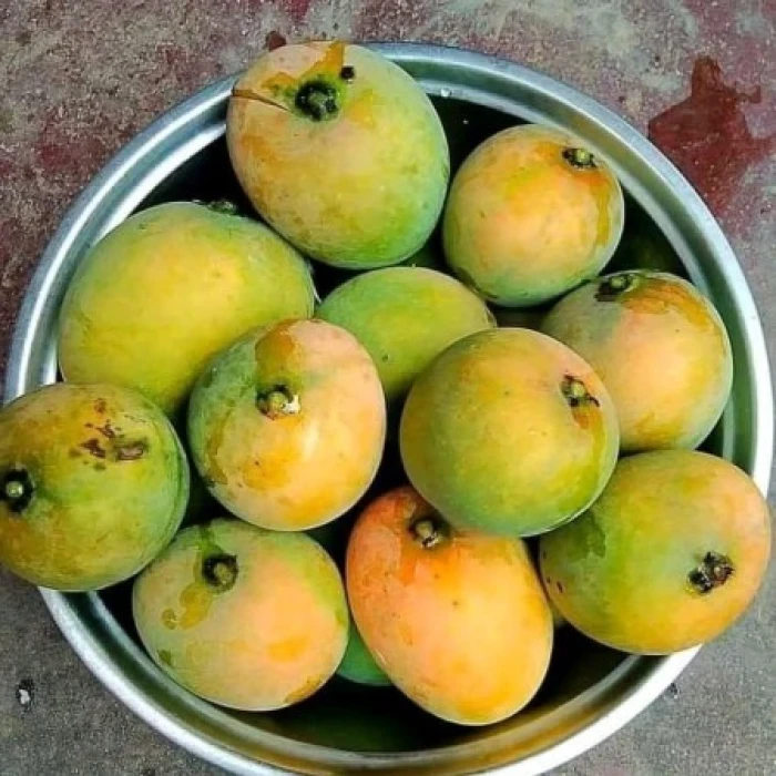 সাতক্ষীরার গোবিন্দভোগ আম