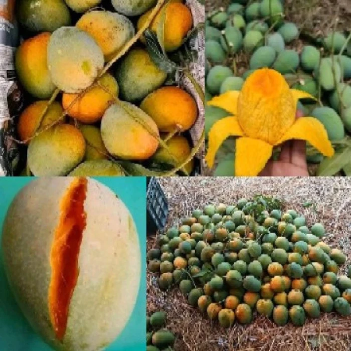 সাতক্ষীরার গোবিন্দভোগ আম
